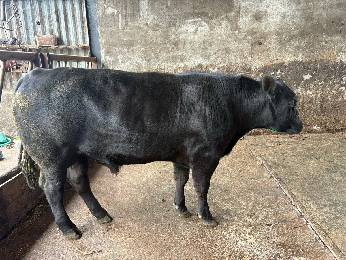 Pedigree Angus bull - Image 4