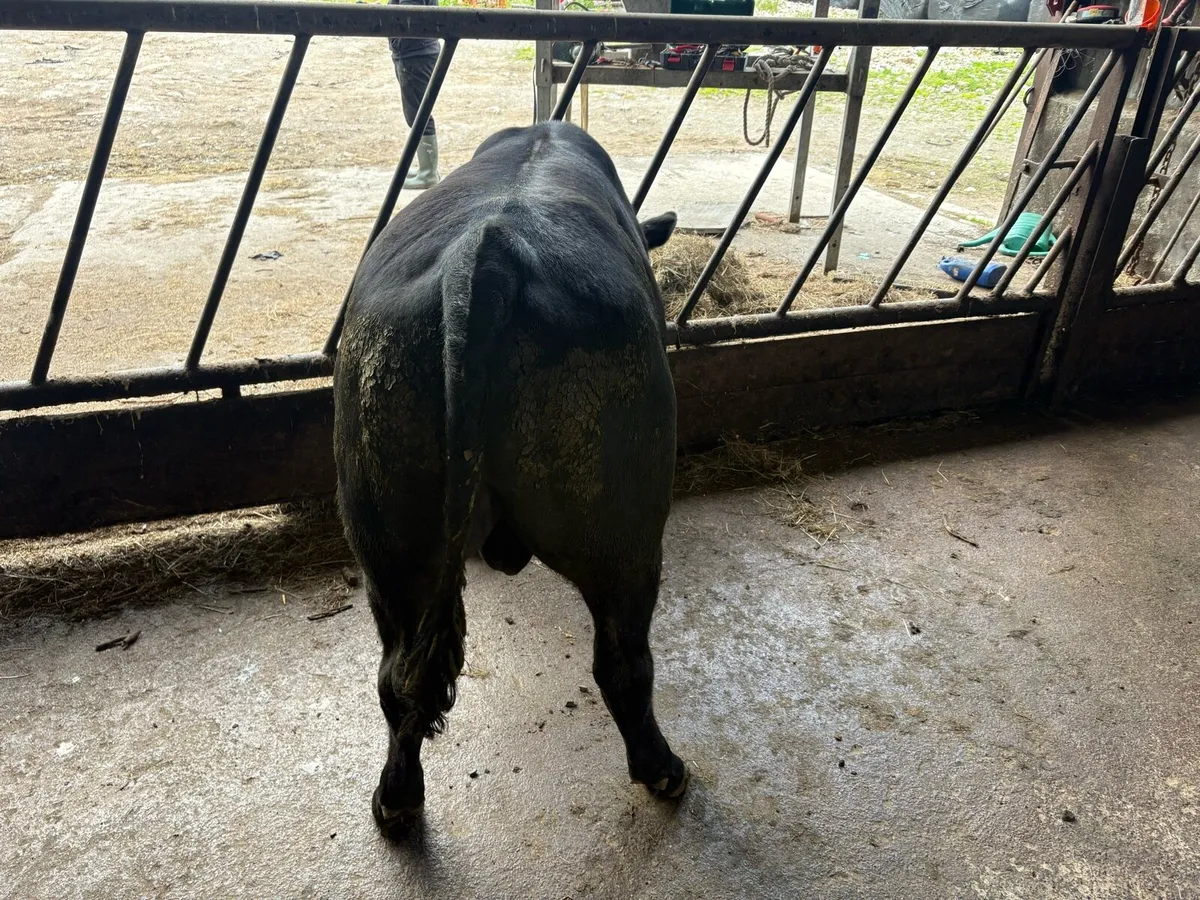 Pedigree Angus bull - Image 3