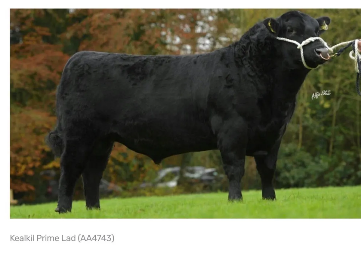 Pedigree Angus bull - Image 4