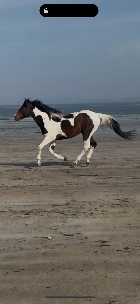 Registered American Paint Horse - Image 1