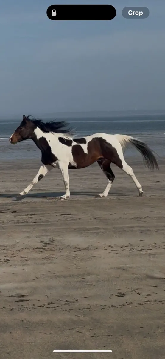 Registered American Paint Horse - Image 2