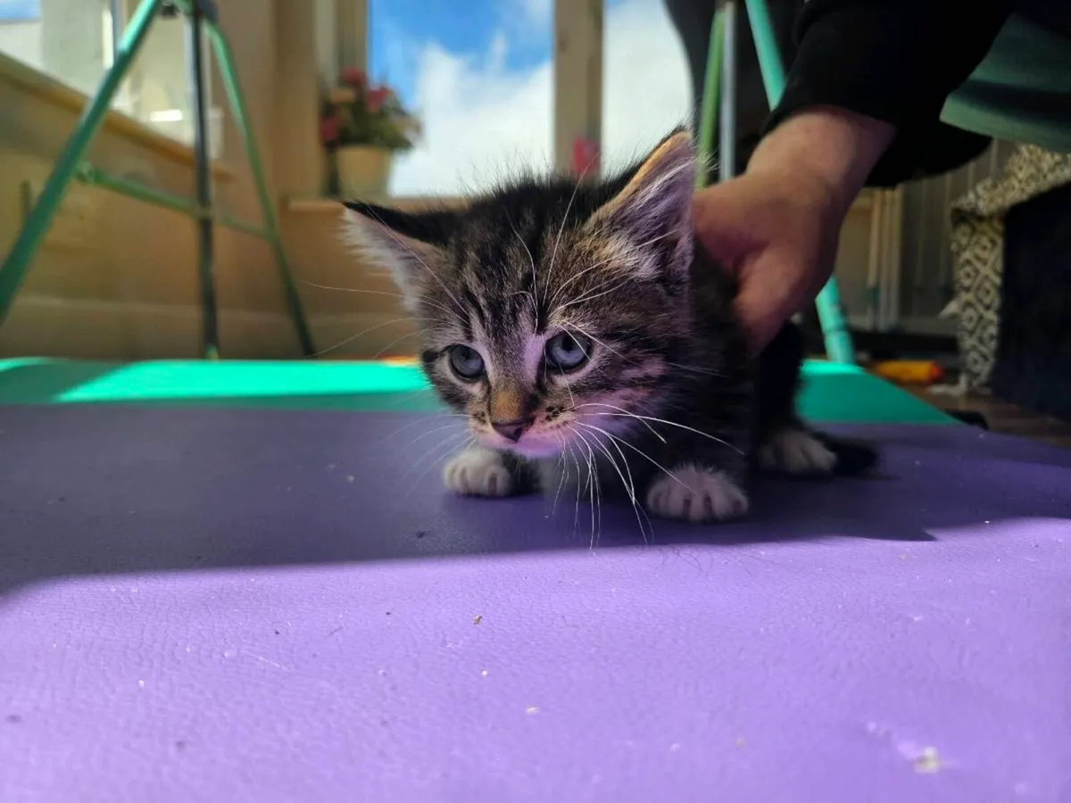 Kitten free to good home - Image 4