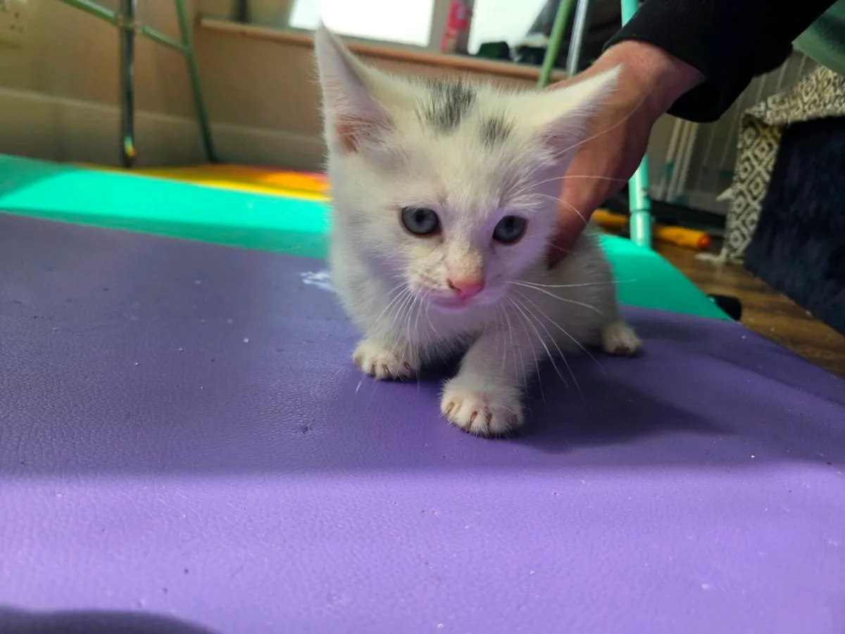 Kitten free to good home - Image 3