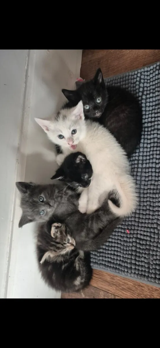 Kitten free to good home - Image 1
