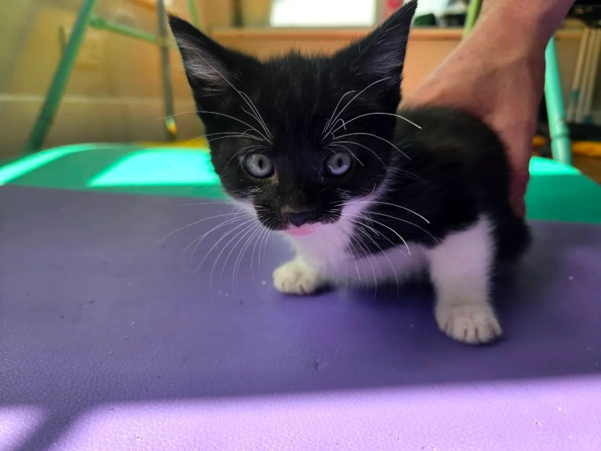 Kitten free to good home - Image 2