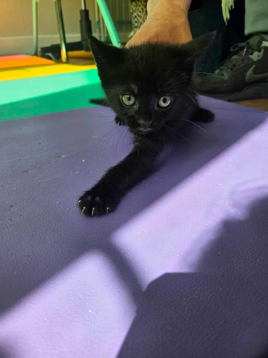 Kitten free to good home - Image 3