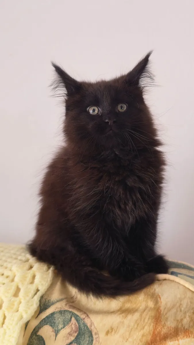 Cat - Image 1
