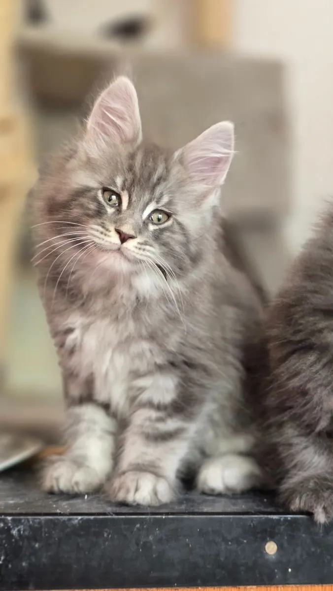 Cat - Image 4