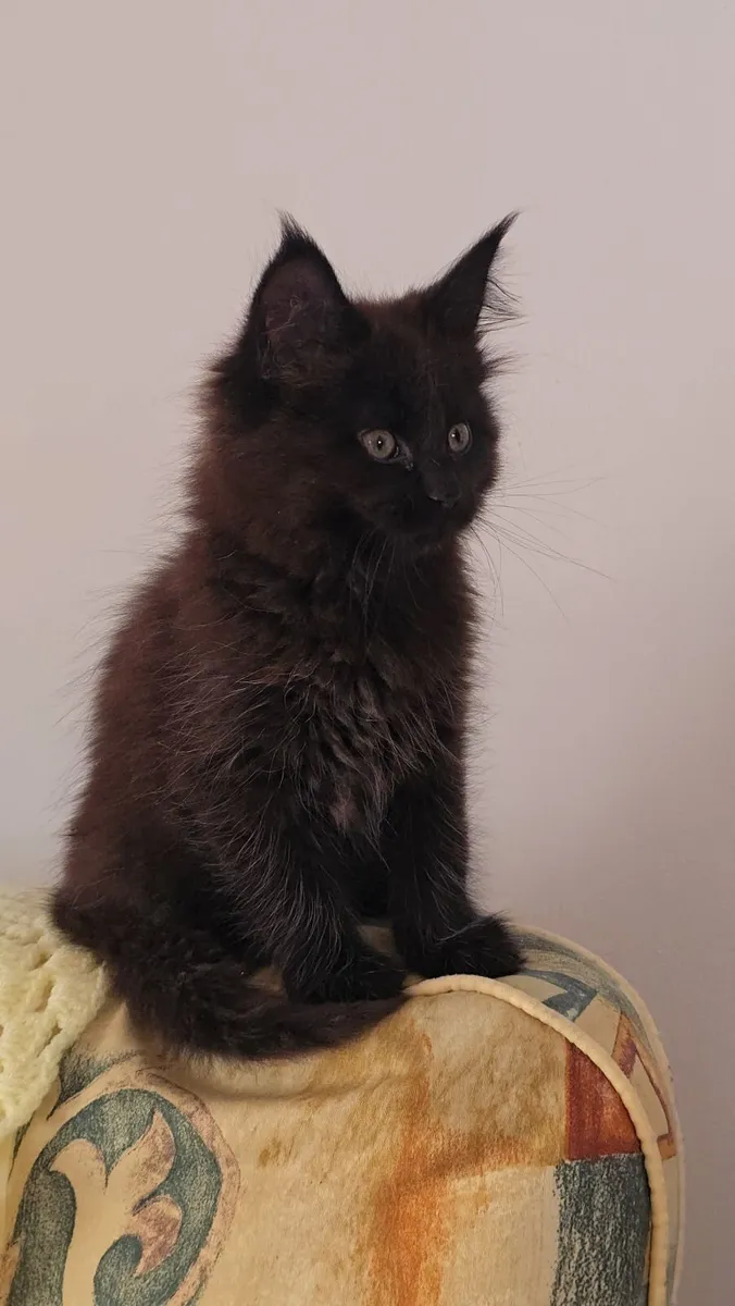 Cat - Image 2