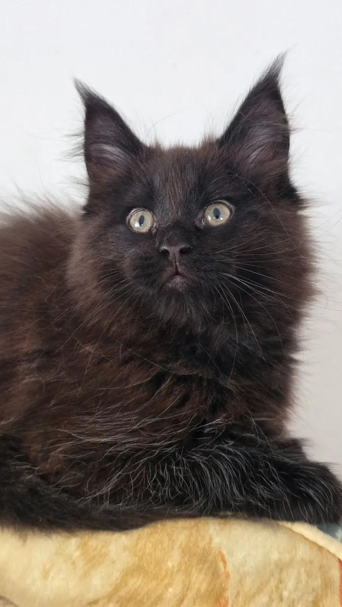 Cat - Image 3
