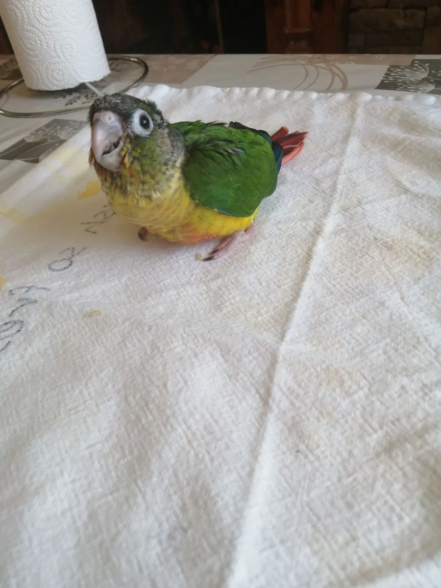 Hand-fed Green-cheeked Conure - Image 4