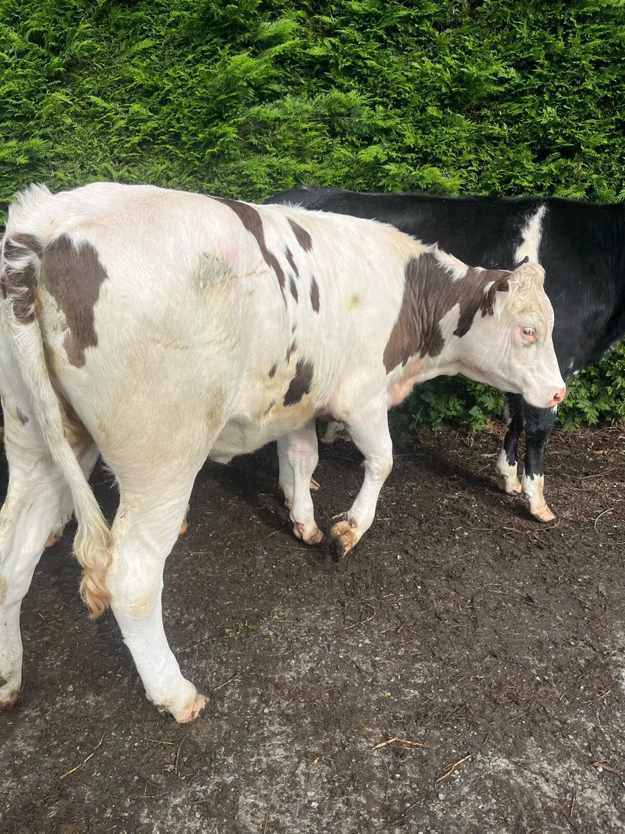 BB HEIFERS FOR SALE - Image 3