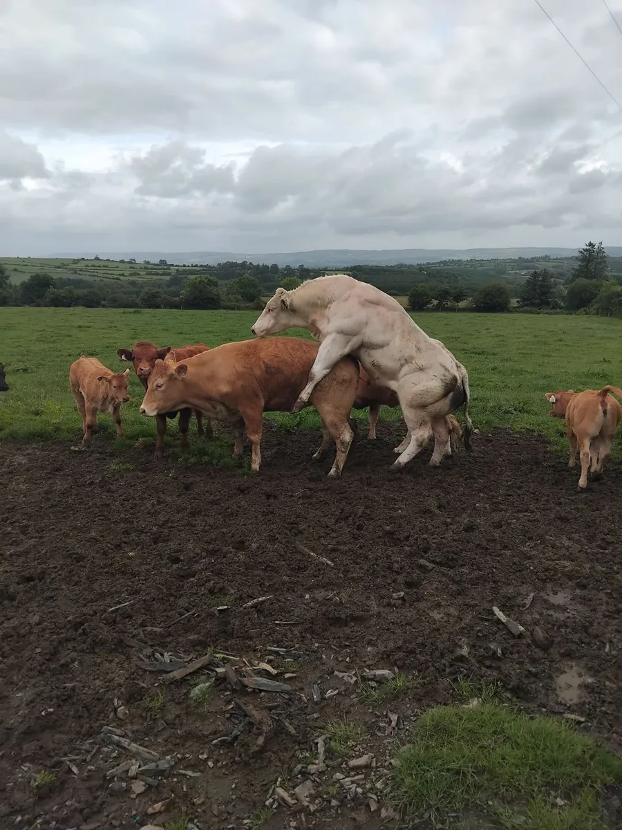 Belgian Blue Bull for sale - Image 2