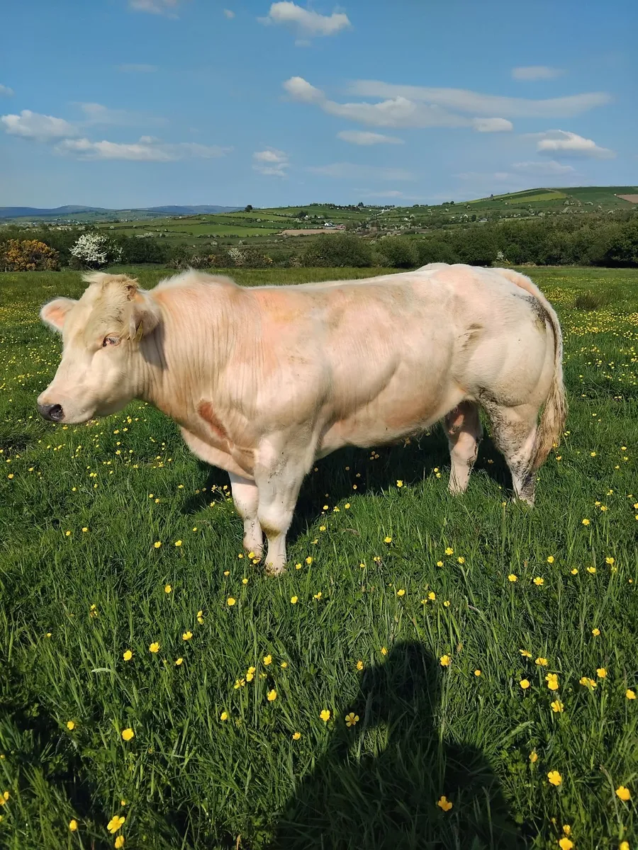 Belgian Blue Bull for sale - Image 3