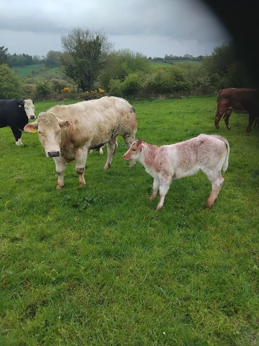 Belgian Blue Bull for sale - Image 4