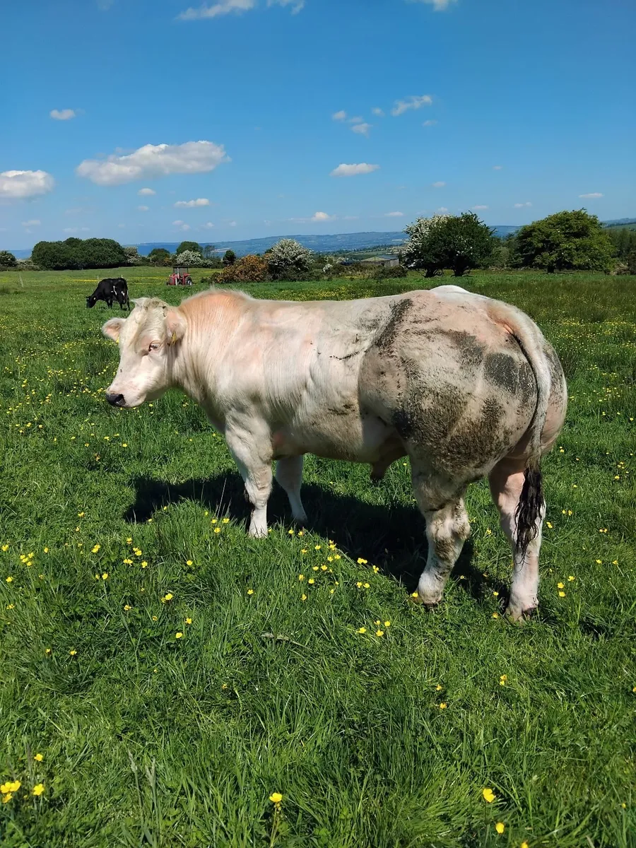 Belgian Blue Bull for sale - Image 1