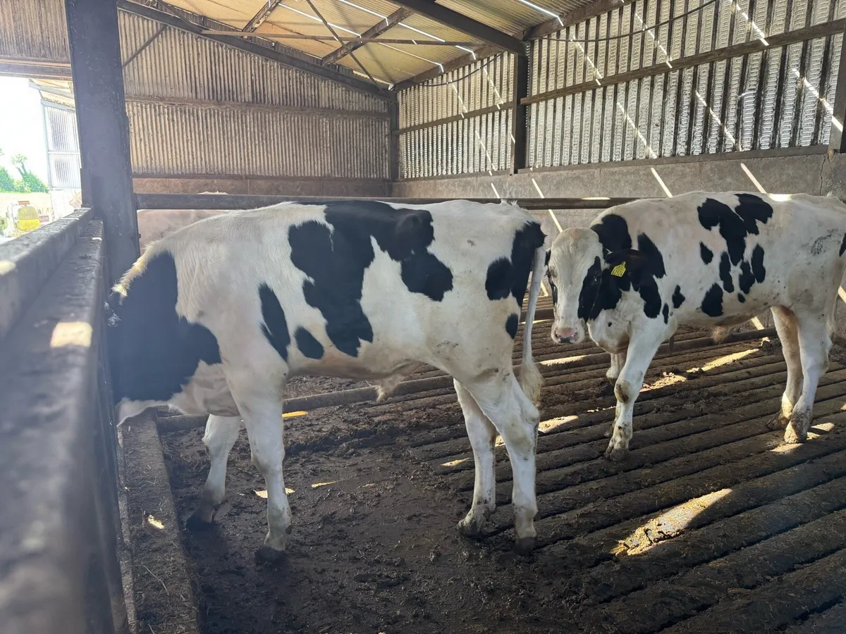 Bulls for sale - Image 2