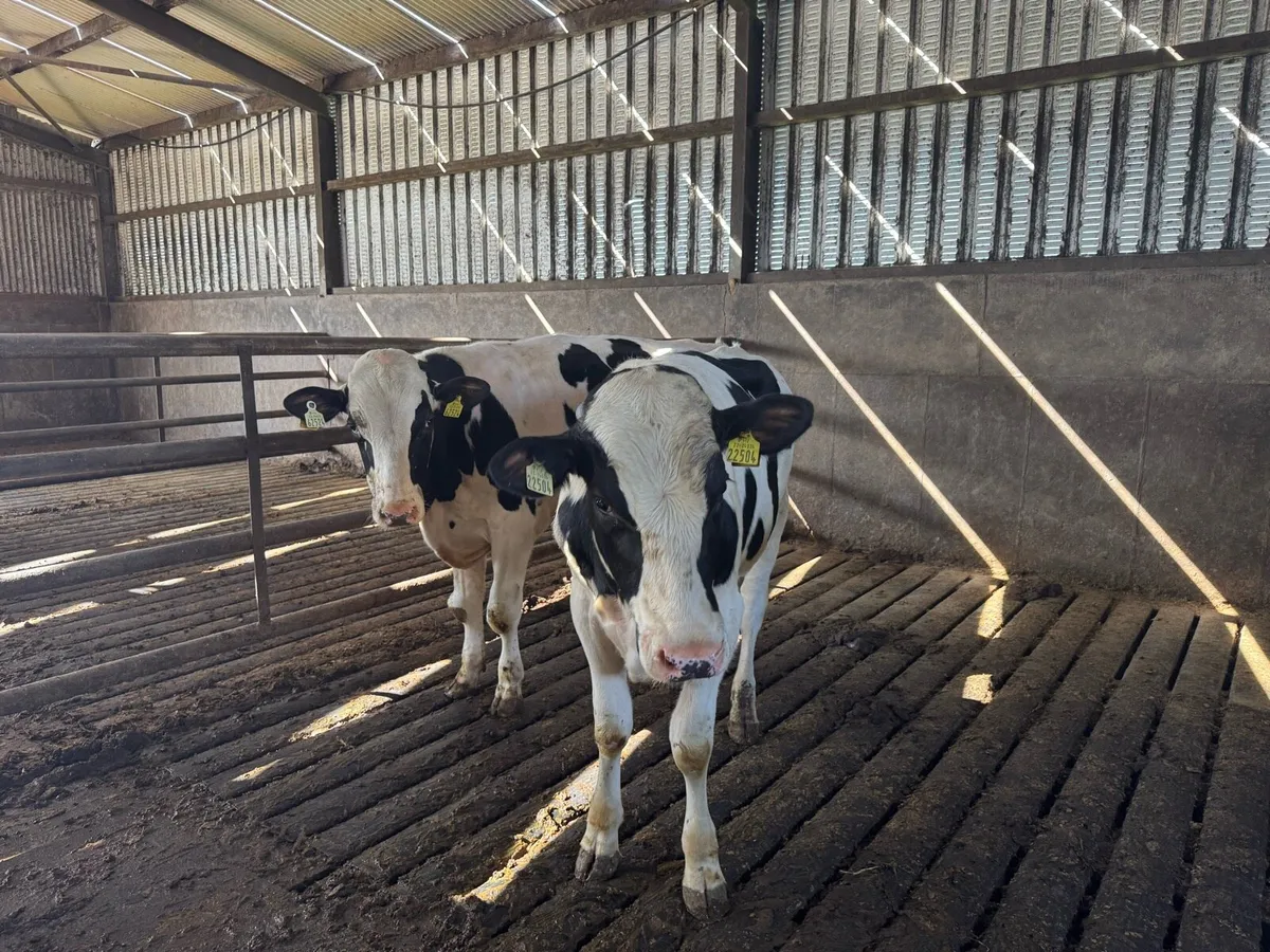 Bulls for sale - Image 1