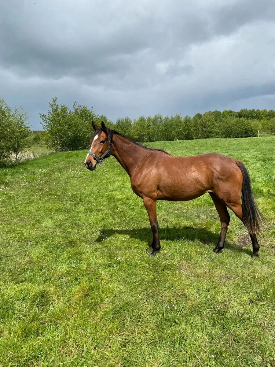 2 year old filly for sale - Image 1