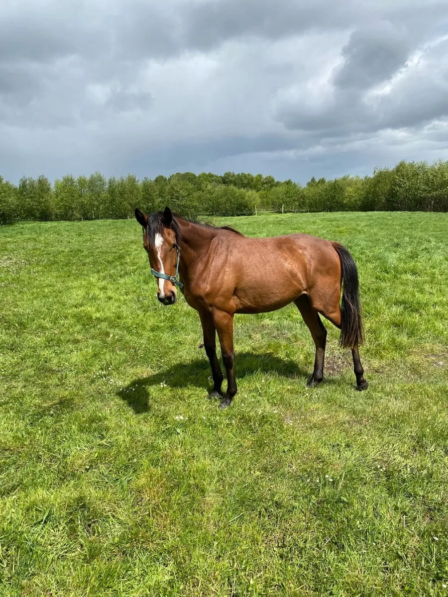 2 year old filly for sale - Image 2
