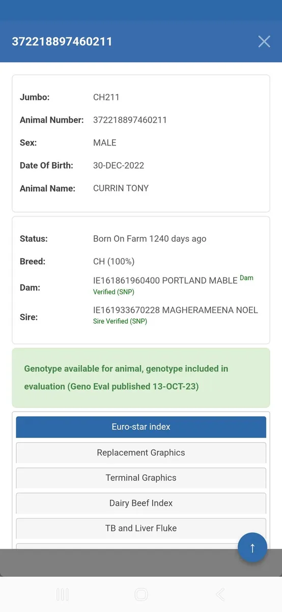 Purebred Registered Charolais Heifer Calf - Image 2