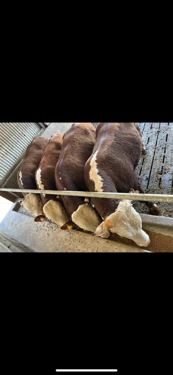 Home bred Pedigree Registered Hereford Bulls - Image 2
