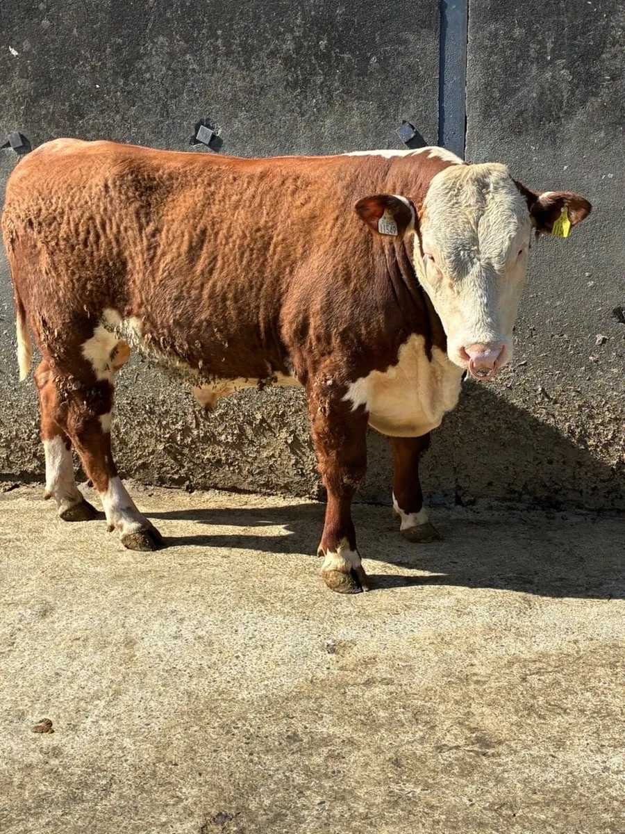 Home bred Pedigree Registered Hereford Bulls - Image 3