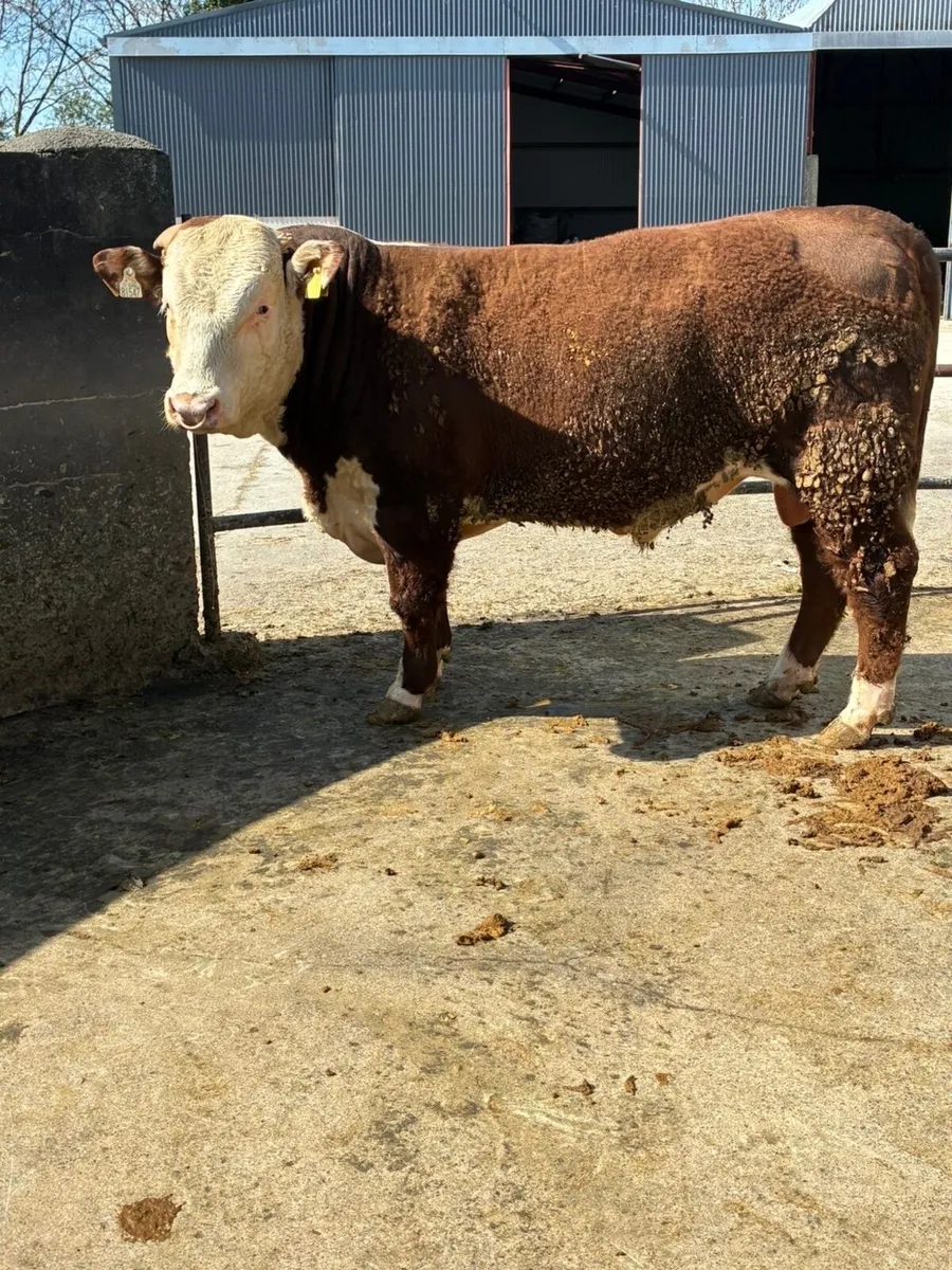 Home bred Pedigree Registered Hereford Bulls - Image 4