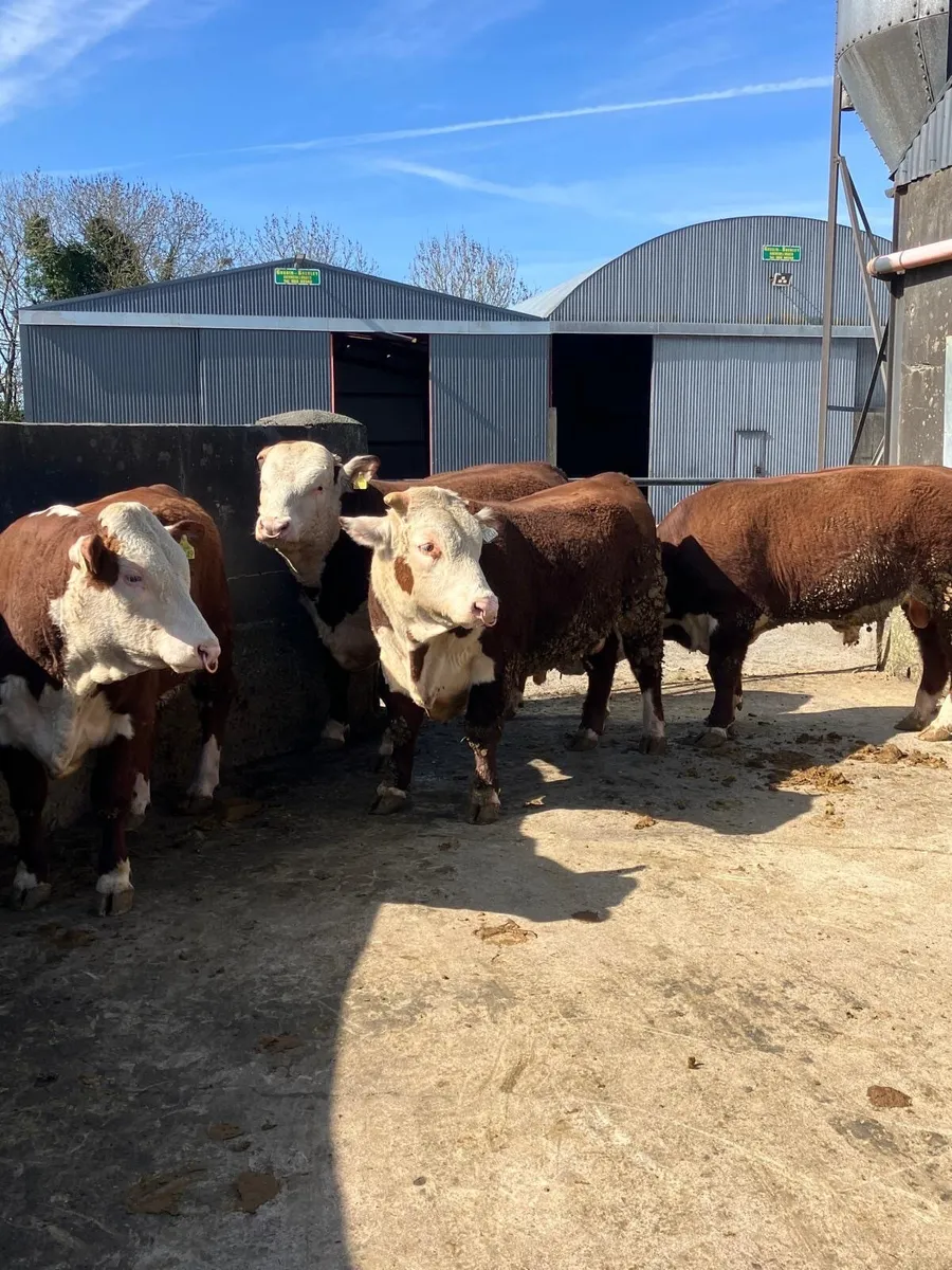 Home bred Pedigree Registered Hereford Bulls - Image 1