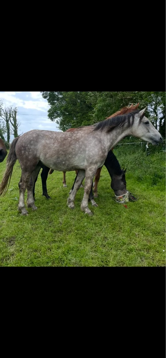 Potential Show Cob R.I.D - Image 2