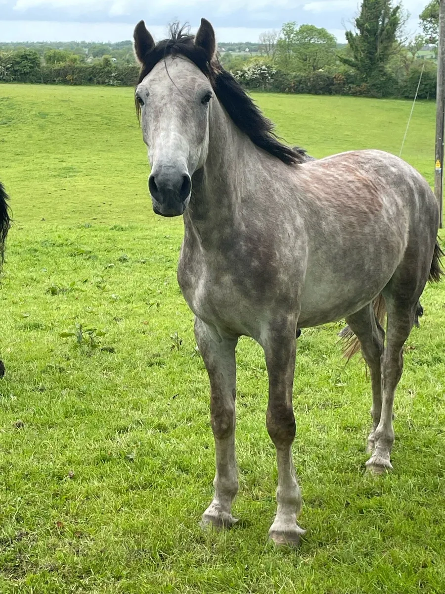 Potential Show Cob R.I.D - Image 1