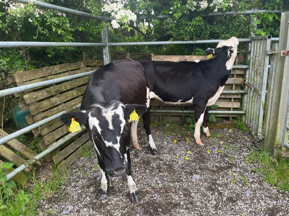 Heifers - Image 1