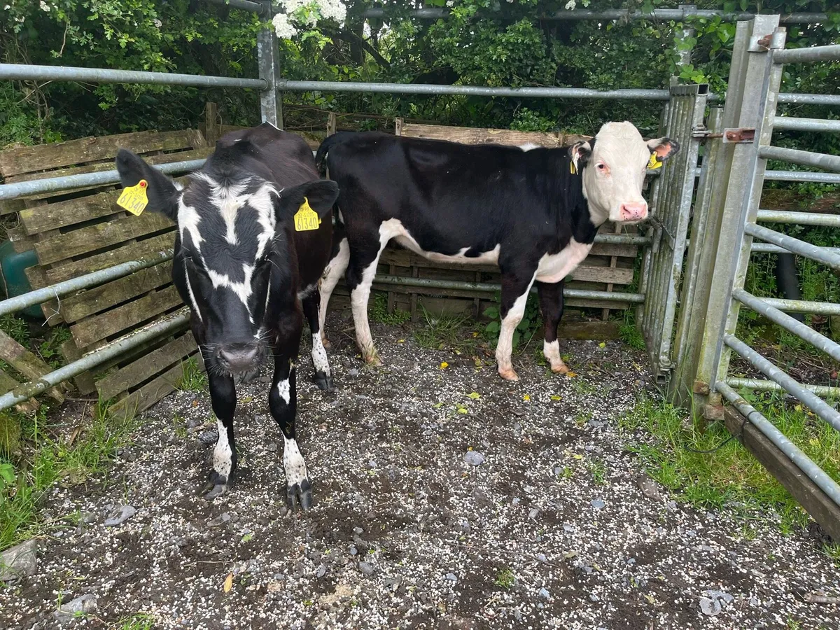Heifers - Image 2