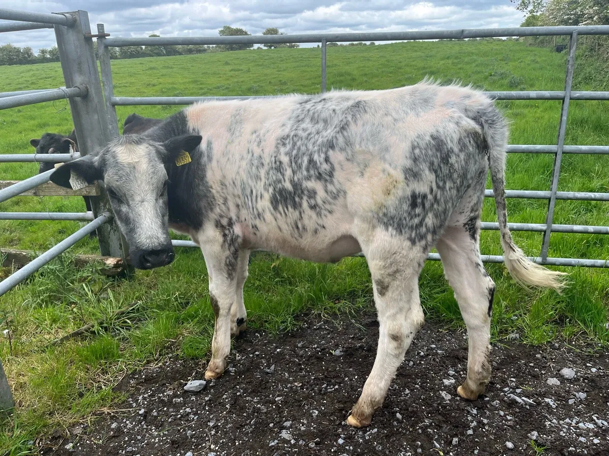 Heifers - Image 3