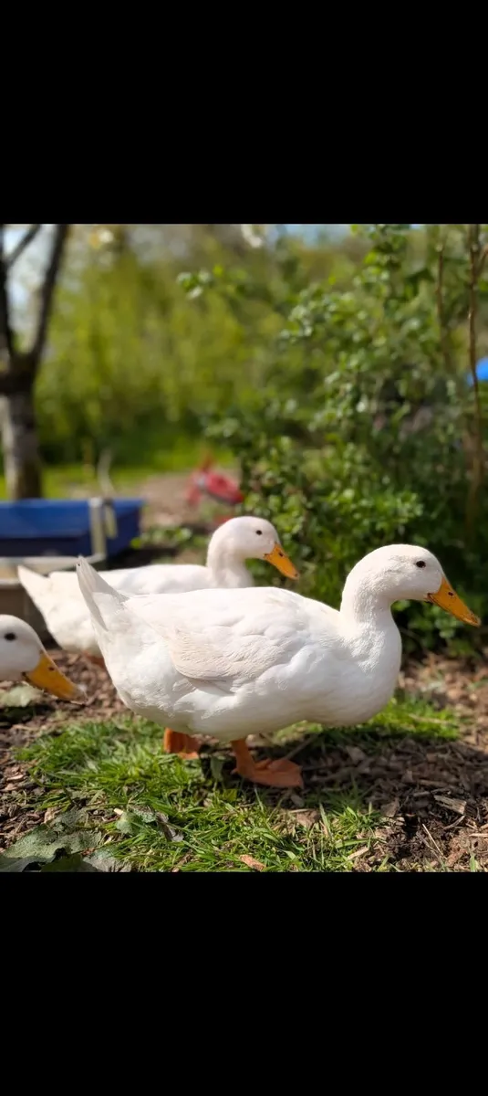 Pekin Ducks - Image 1