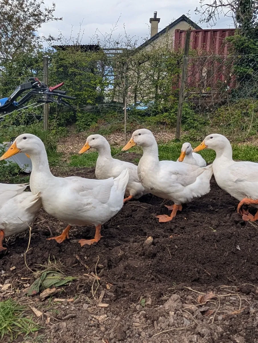 Pekin Ducks - Image 2