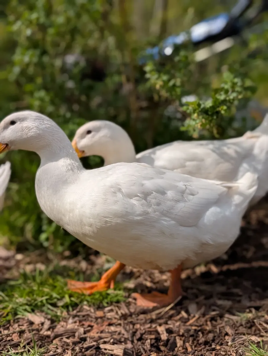 Pekin Ducks - Image 3