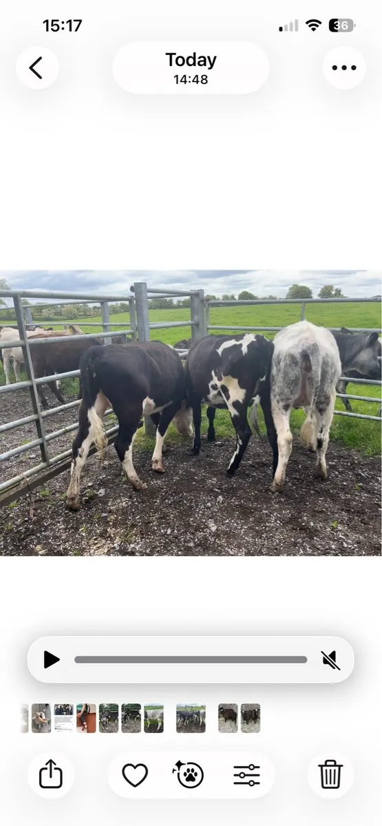 Heifers - Image 4