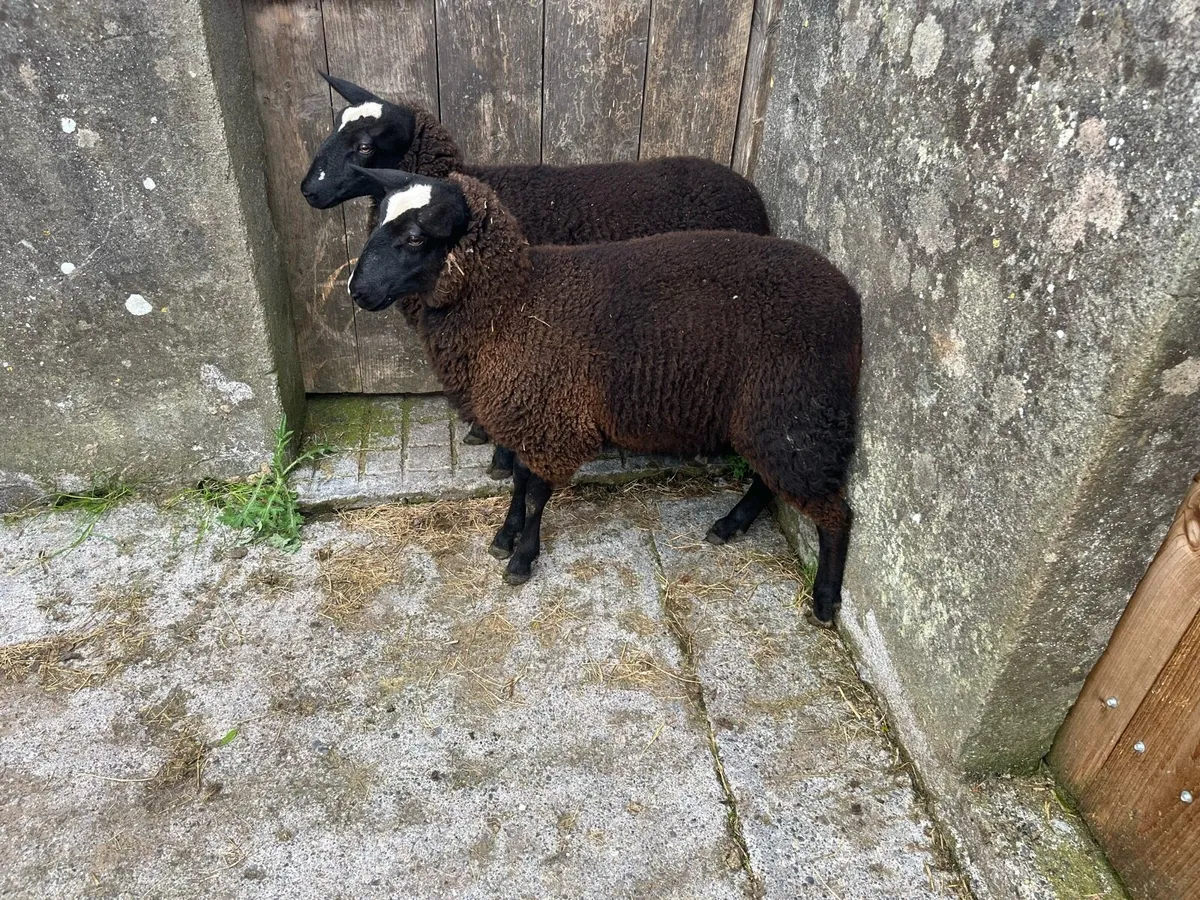 Ewe lambs - Image 2
