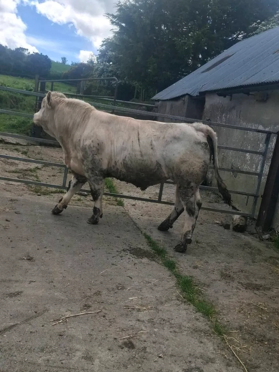 Charolais bull - Image 1