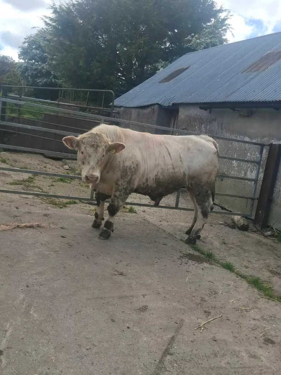 Charolais bull - Image 2