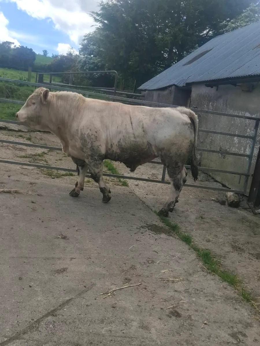 Charolais bull - Image 3
