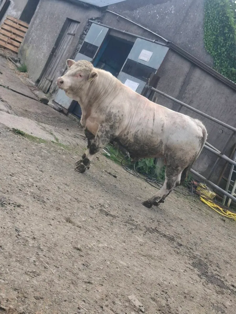 Charolais bull - Image 4