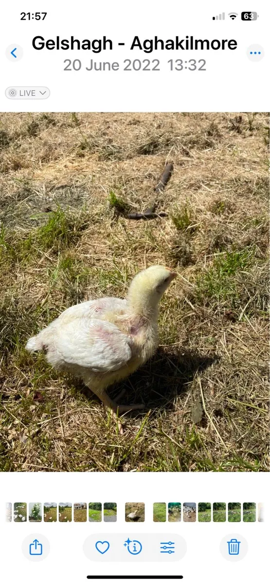 Free range Broilers - Image 2
