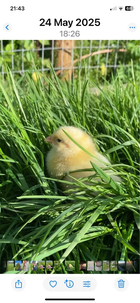 Free range Broilers - Image 1