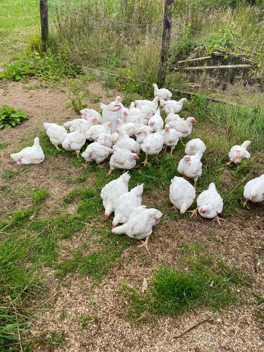 Free range Broilers - Image 3