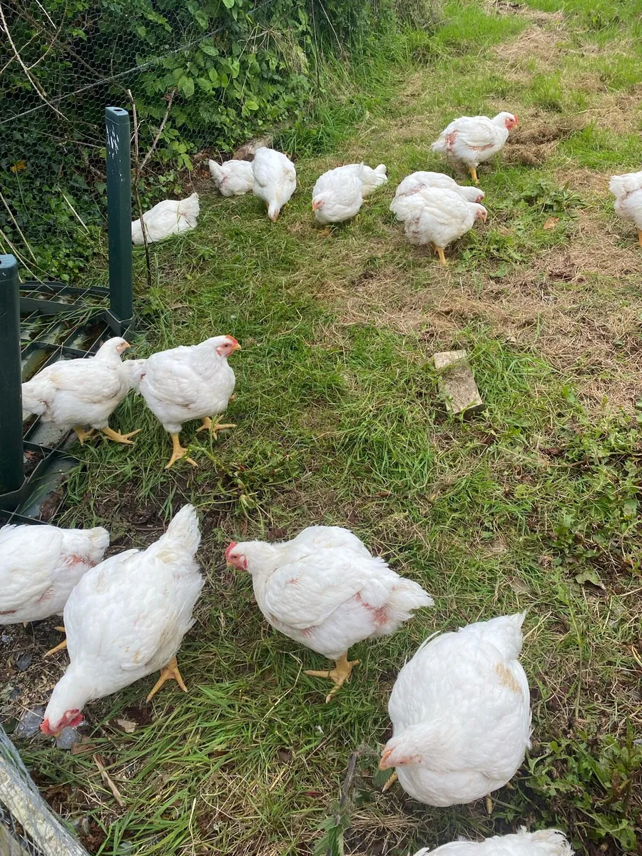 Free range Broilers - Image 4