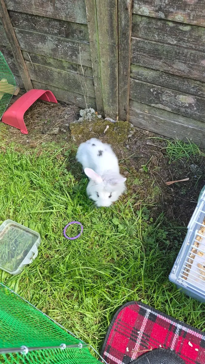 Bunny Rabbit with cage and fence - Image 2