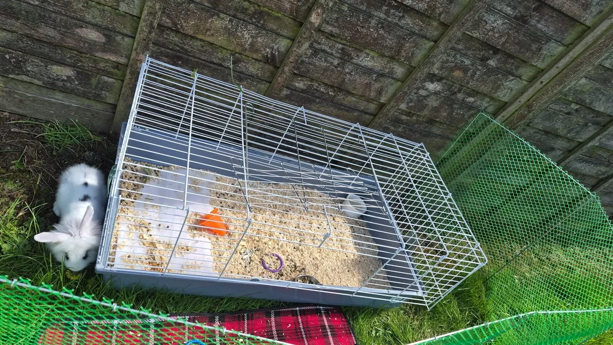 Bunny Rabbit with cage and fence - Image 4