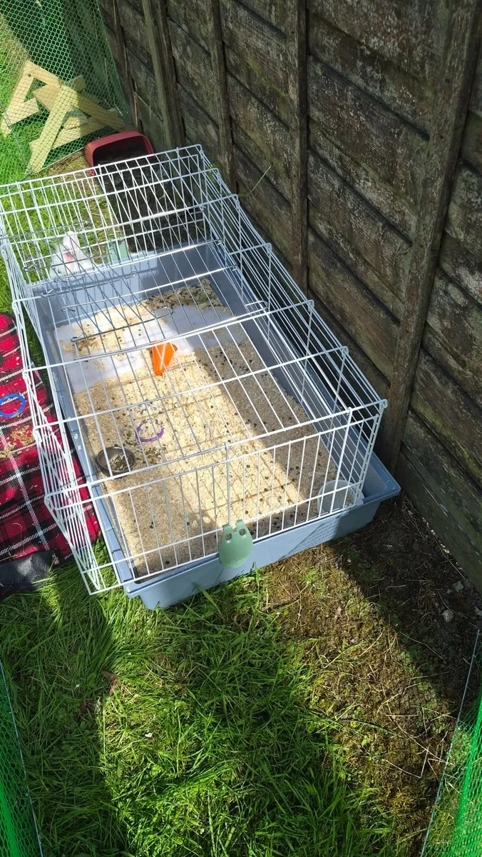 Bunny Rabbit with cage and fence - Image 3